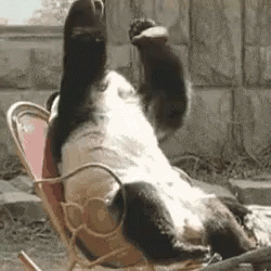84F65251-48A3-4F34-890B-1206FA7EC5DE.gif.965bf4d2b5ccccd86c7331046874fcda.gif