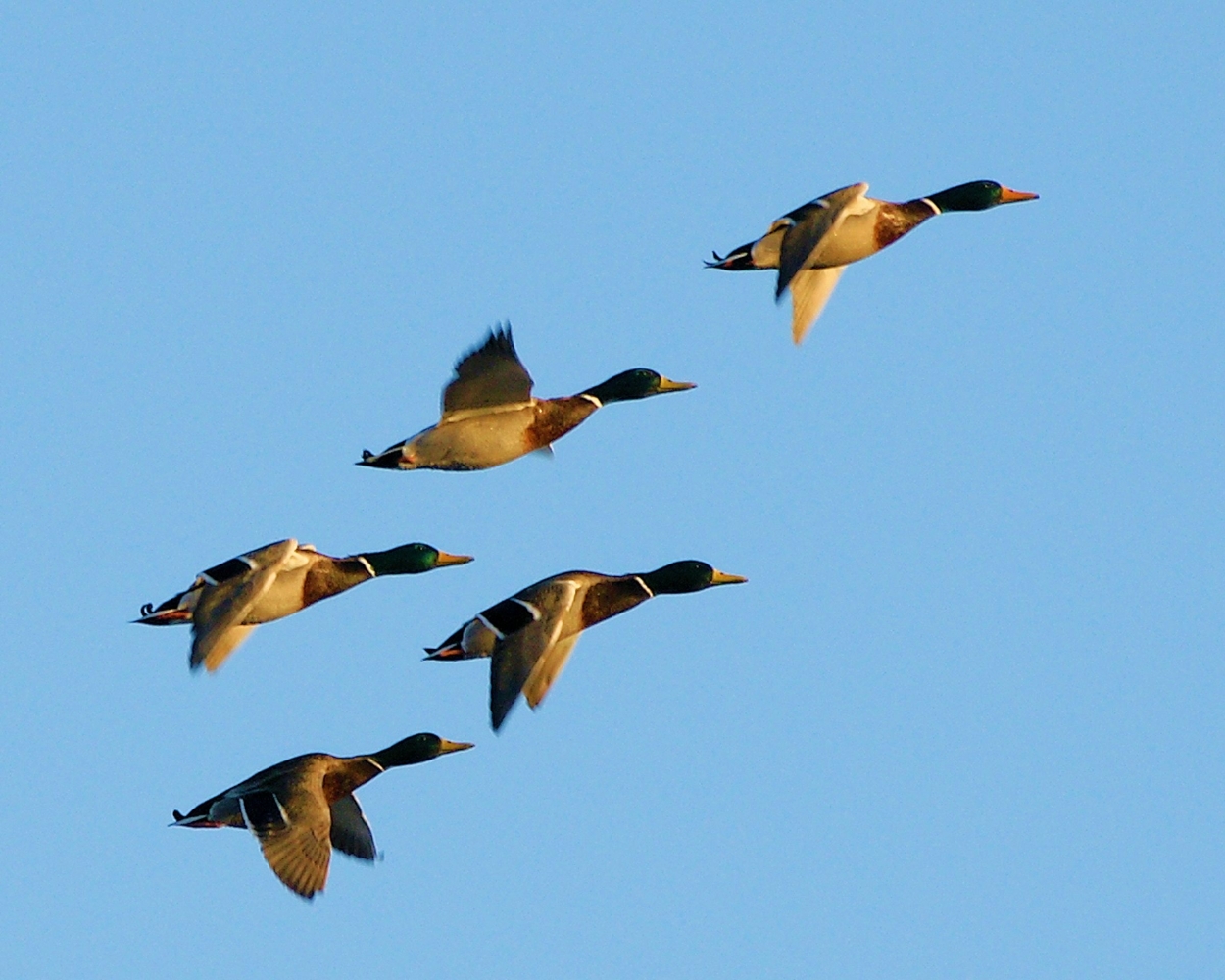 XXXMallard (18).JPG