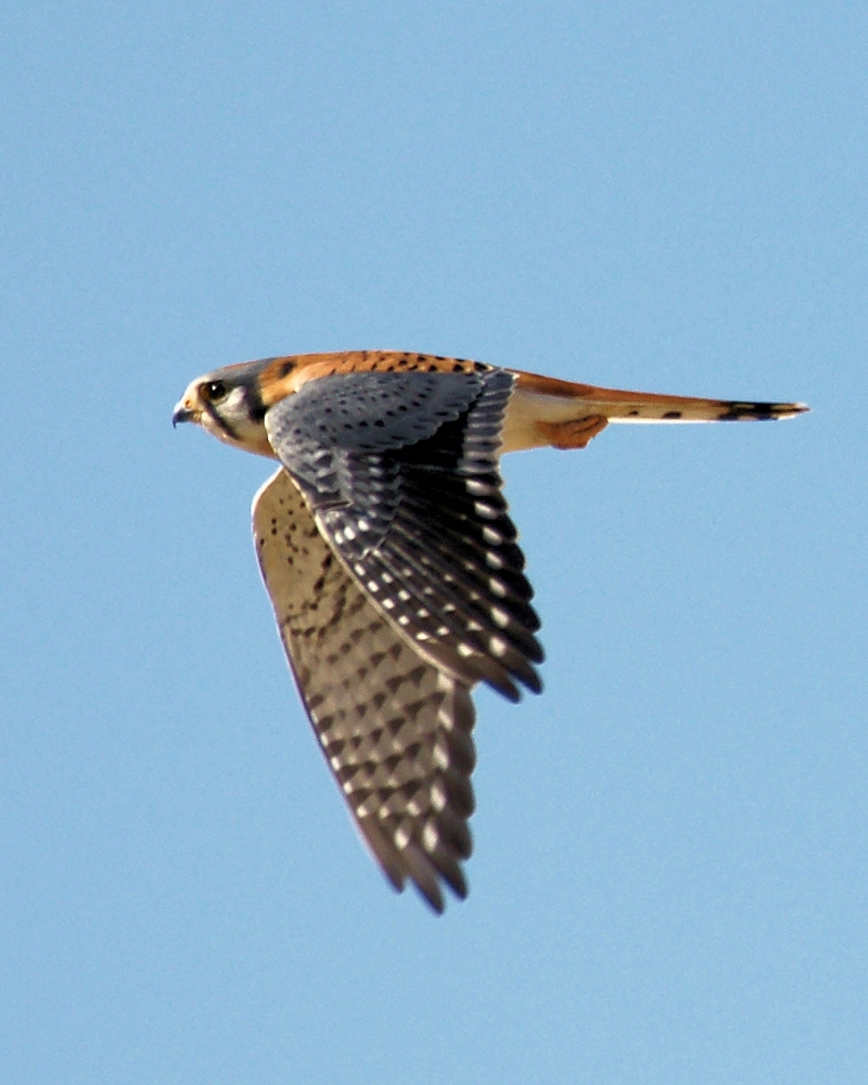 XXXAmerican Kestrel (7).JPG