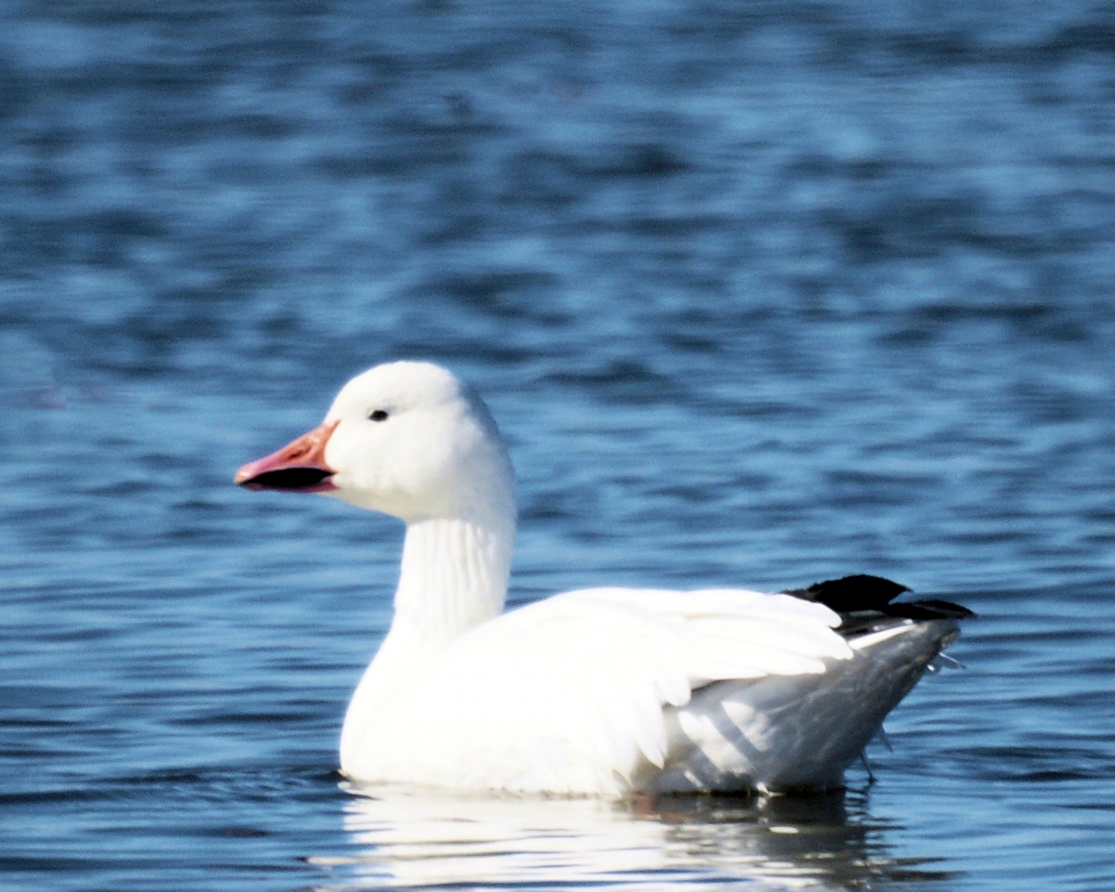 XXXSnow Geese (13).JPG