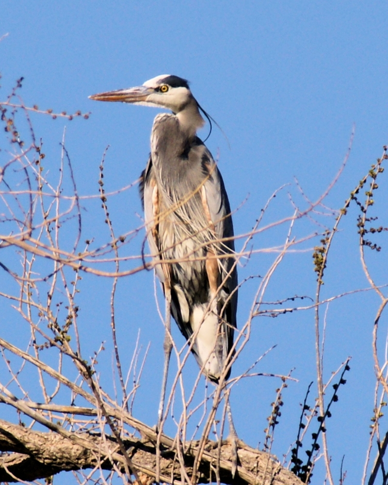 XXXGreat Blue Heron (4).JPG