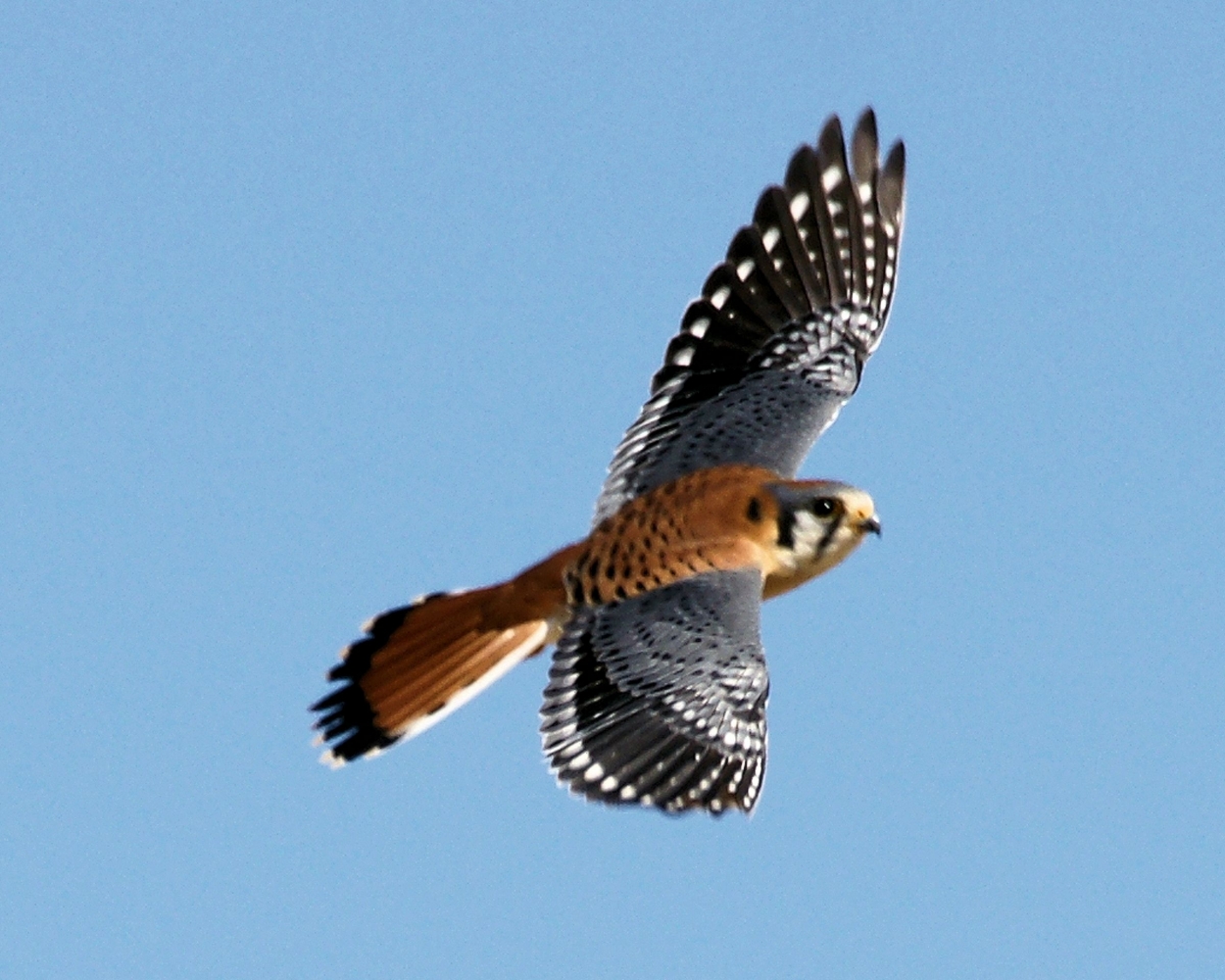 XXXAmerican Kestrel (8).JPG