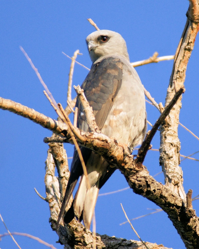 XXXMississippi Kite (2).JPG