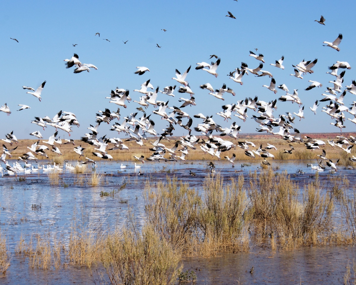 XXXSnow Geese (15).JPG