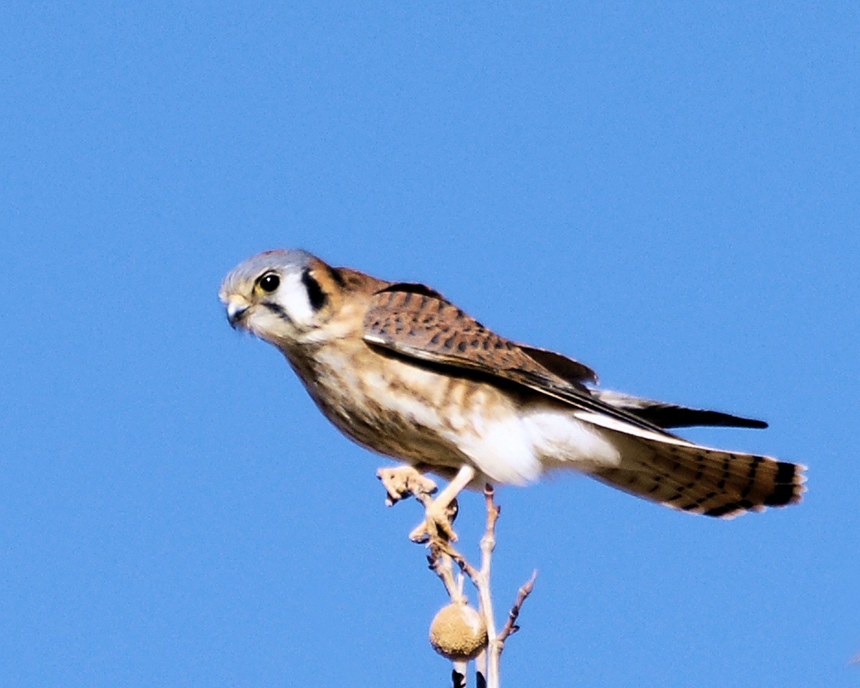 XXXAmerican Kestrel (1).JPG