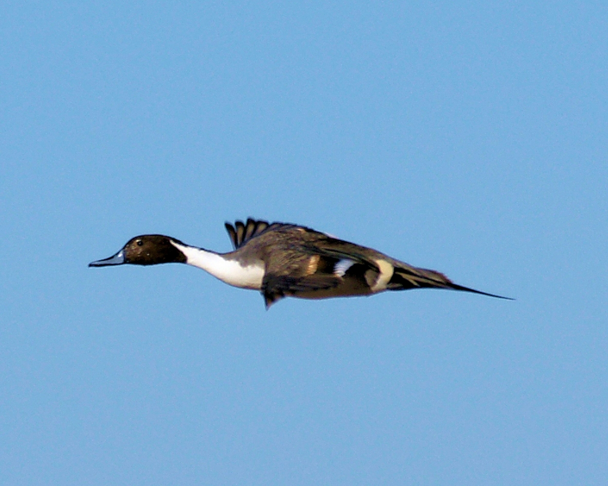 xxxNorthern Pintail (17).JPG