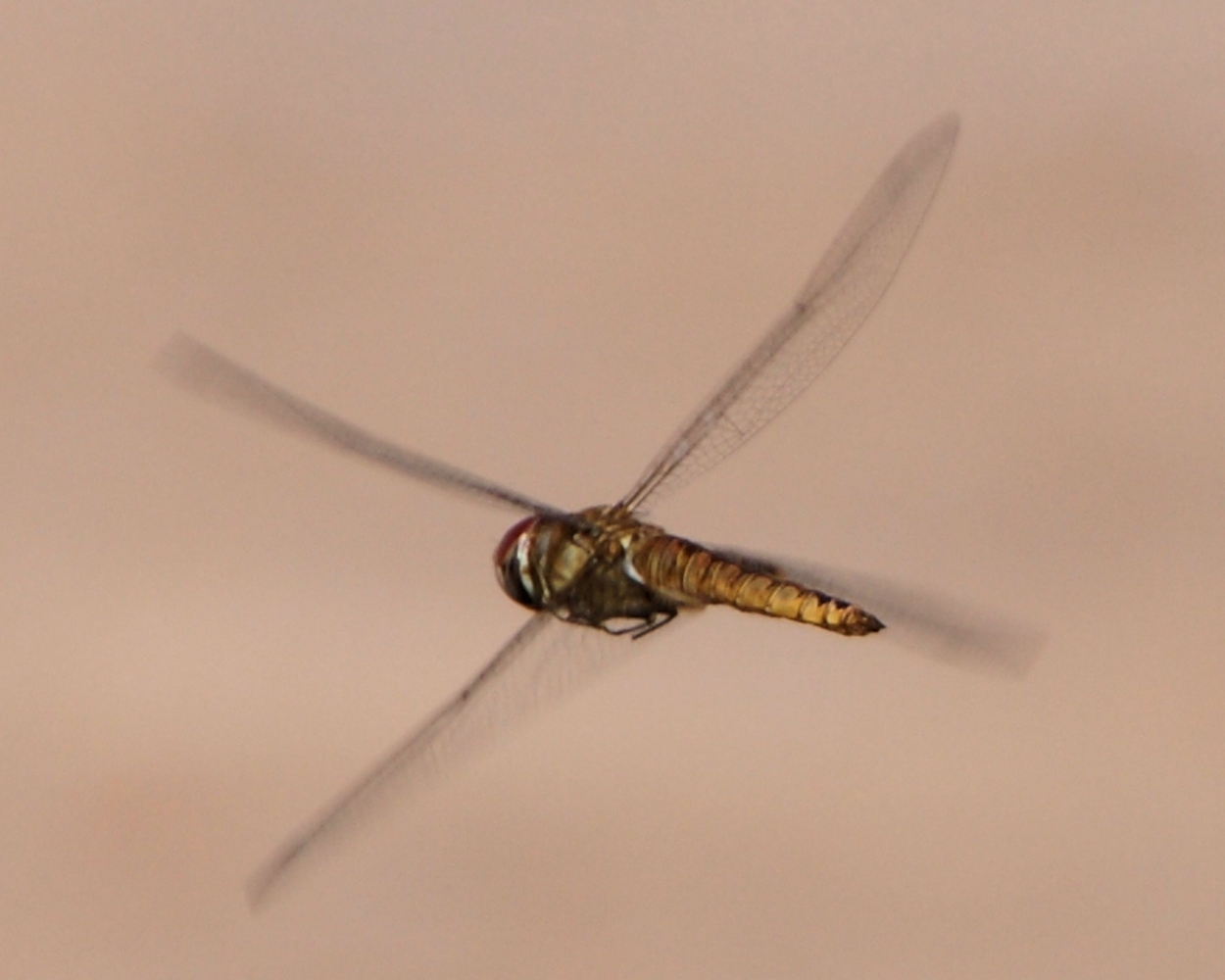 xxxDragonlfly (14).JPG