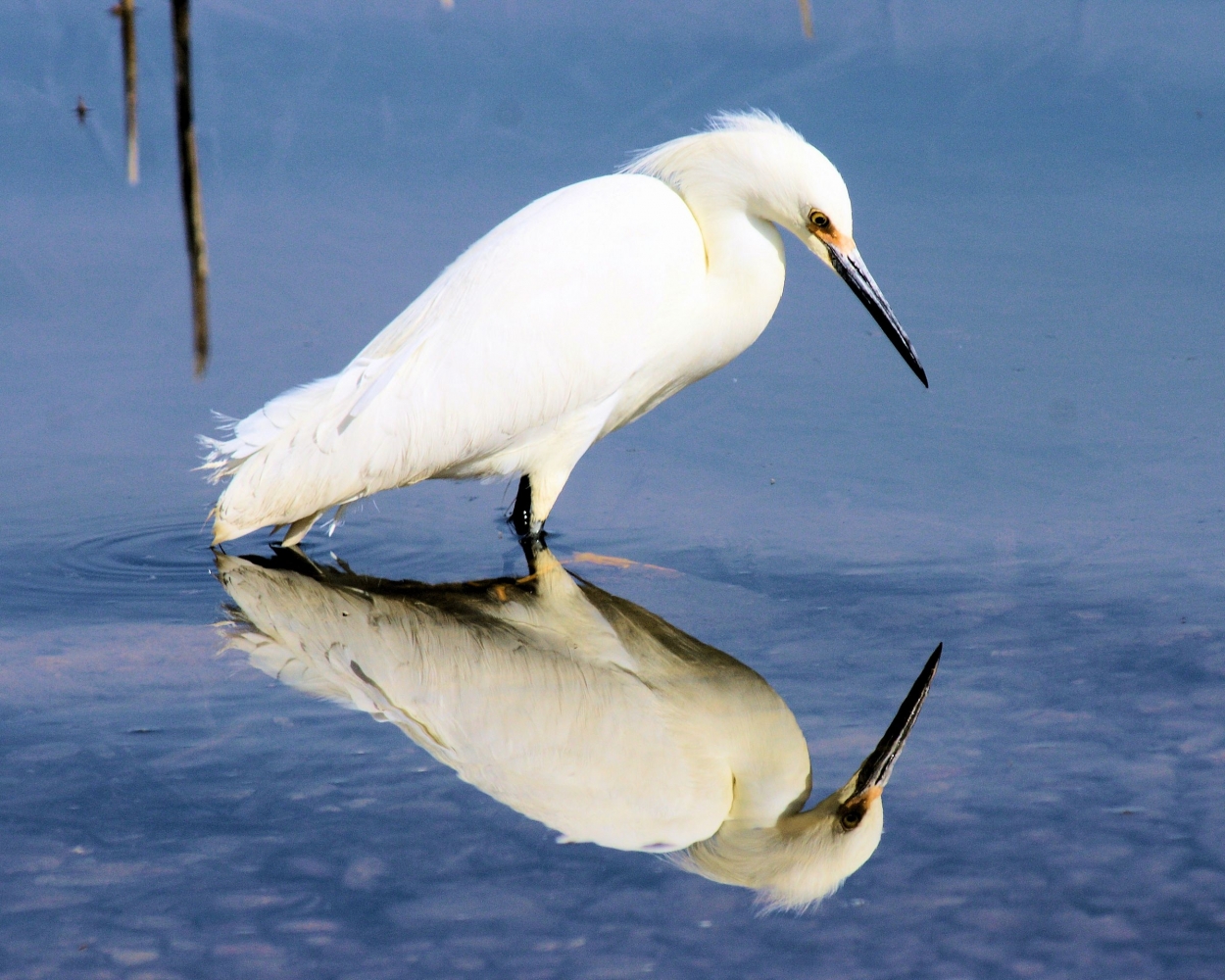 xxxSnowy Egret (26).JPG