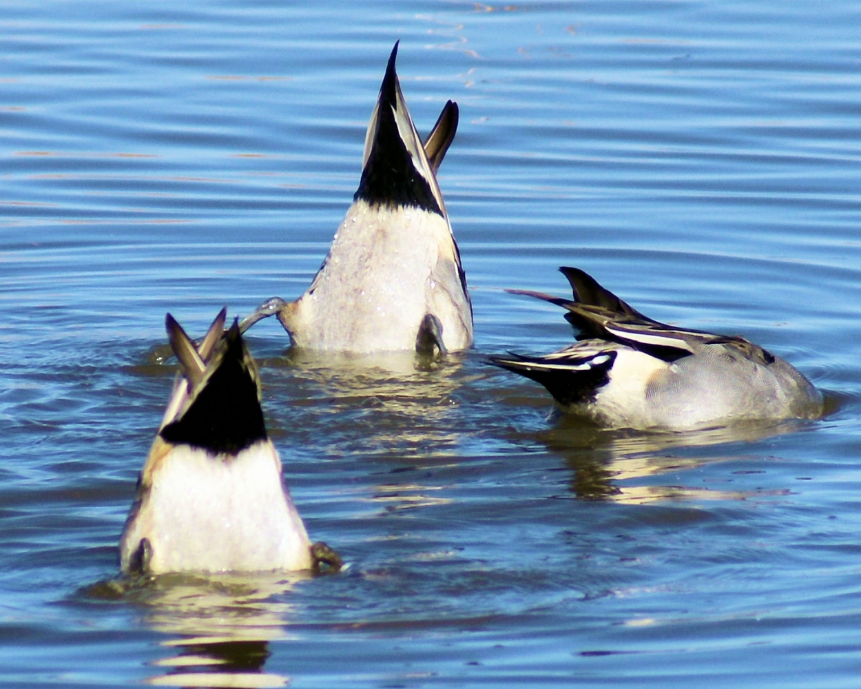 xxxNorthern Pintail (10).JPG