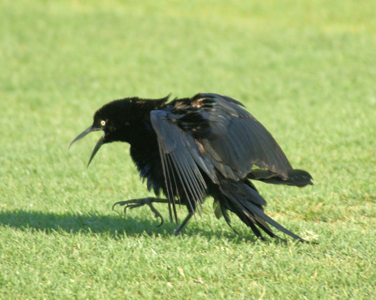 xxxGreat-tailed Grackle (10).JPG