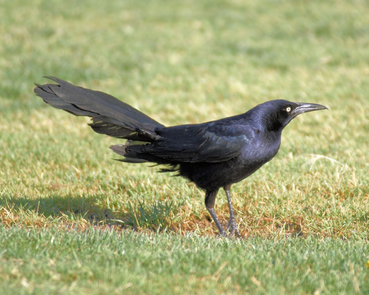 xxxGreat-tailed Grackle (11).JPG