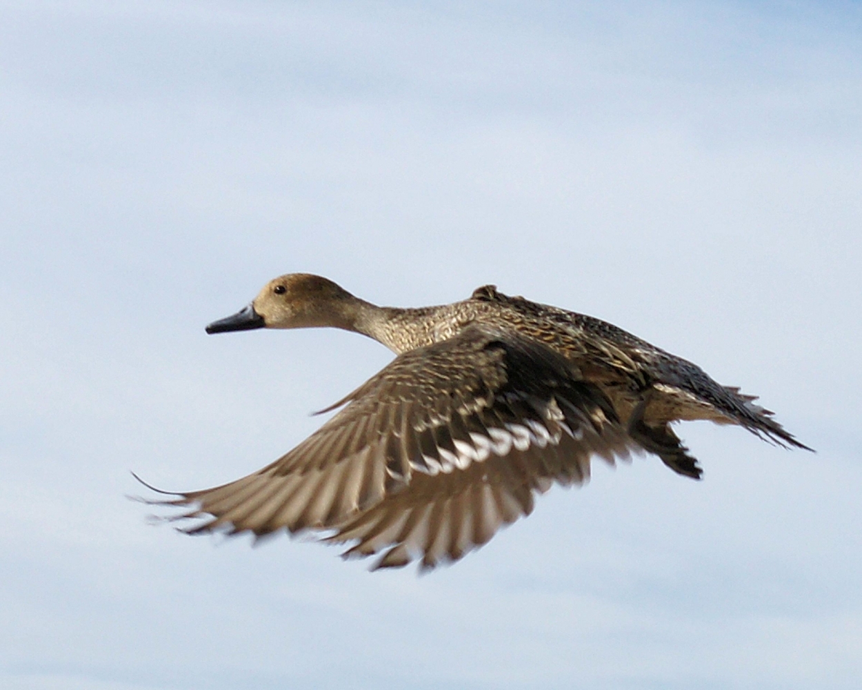 XXXNorthern Pintail (20).JPG