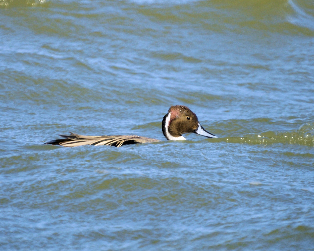 XXXNorthern Pintail (8).JPG