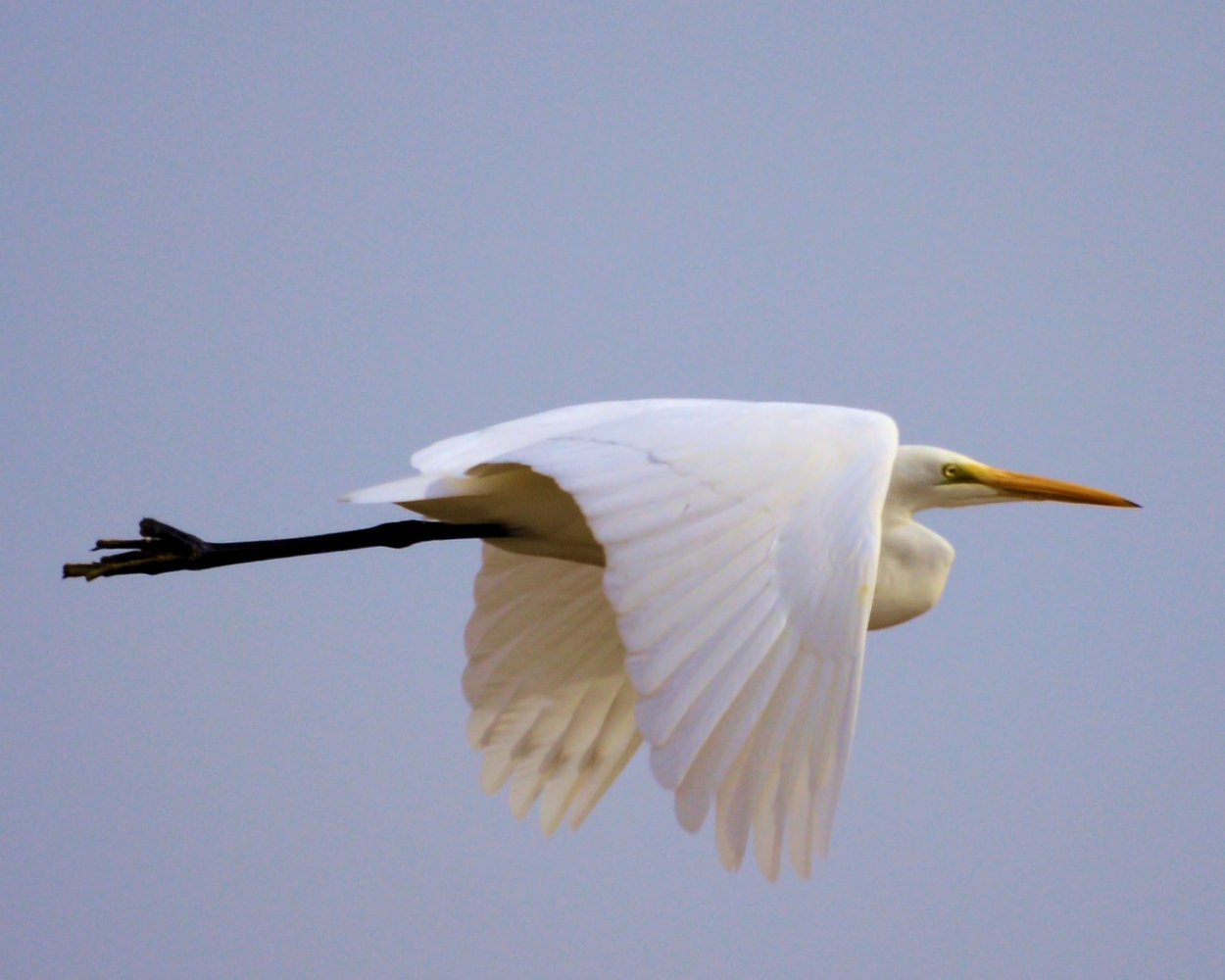 xxxGreat Egret (2).JPG