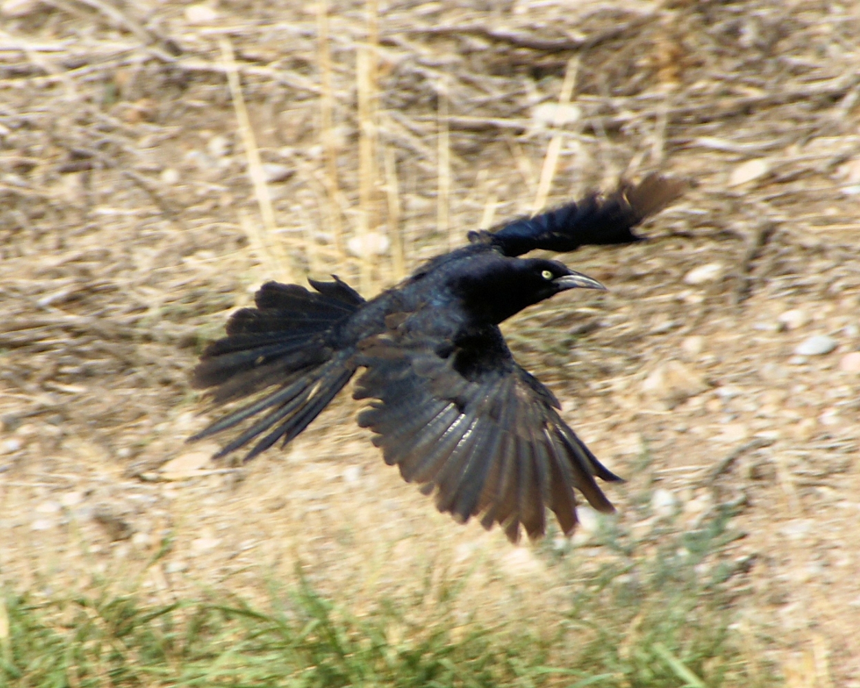 xxxGreat-tailed Grackle (14).JPG