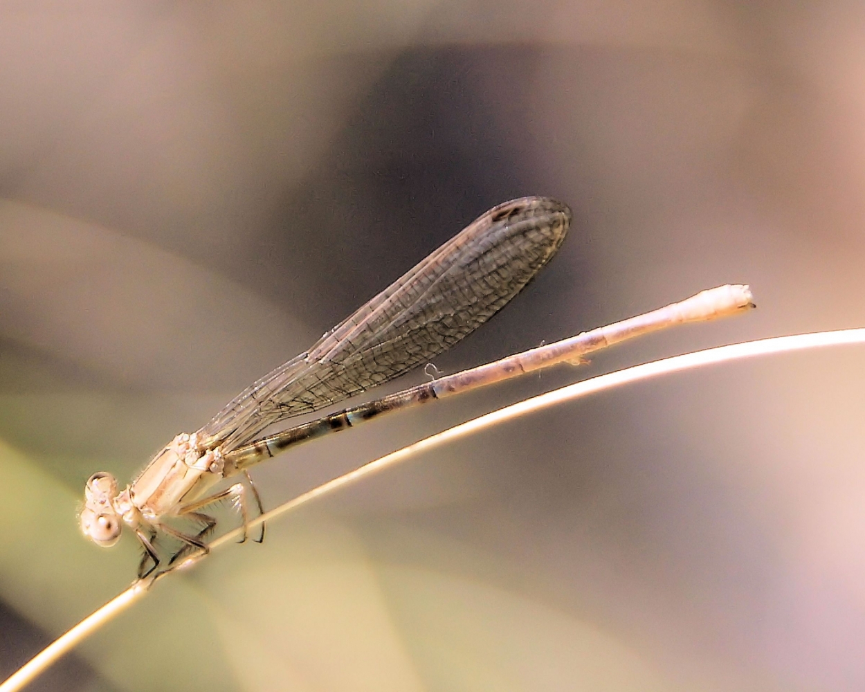 xxxDamselfly.JPG