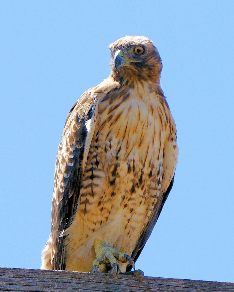 xxxRed-tailed Hawk (21).JPG