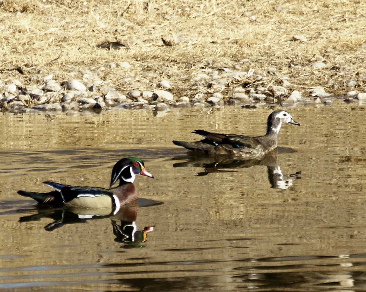 Wood Duck (5).JPG