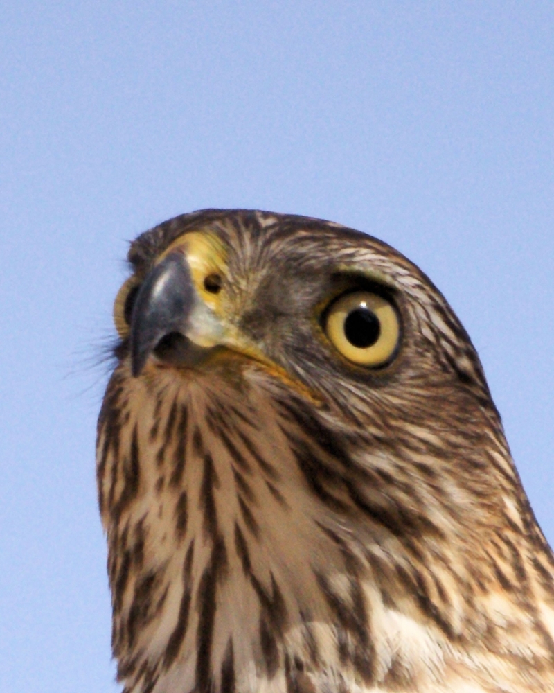 xxxCooper's Hawk (4).JPG