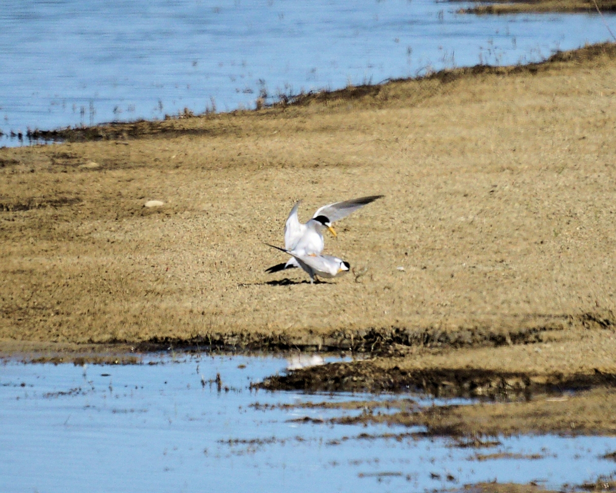 xxxLeast Terns Mating (3).JPG