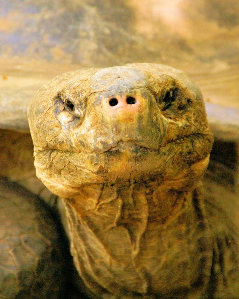 xxxGalapagos Tortoise.jpg