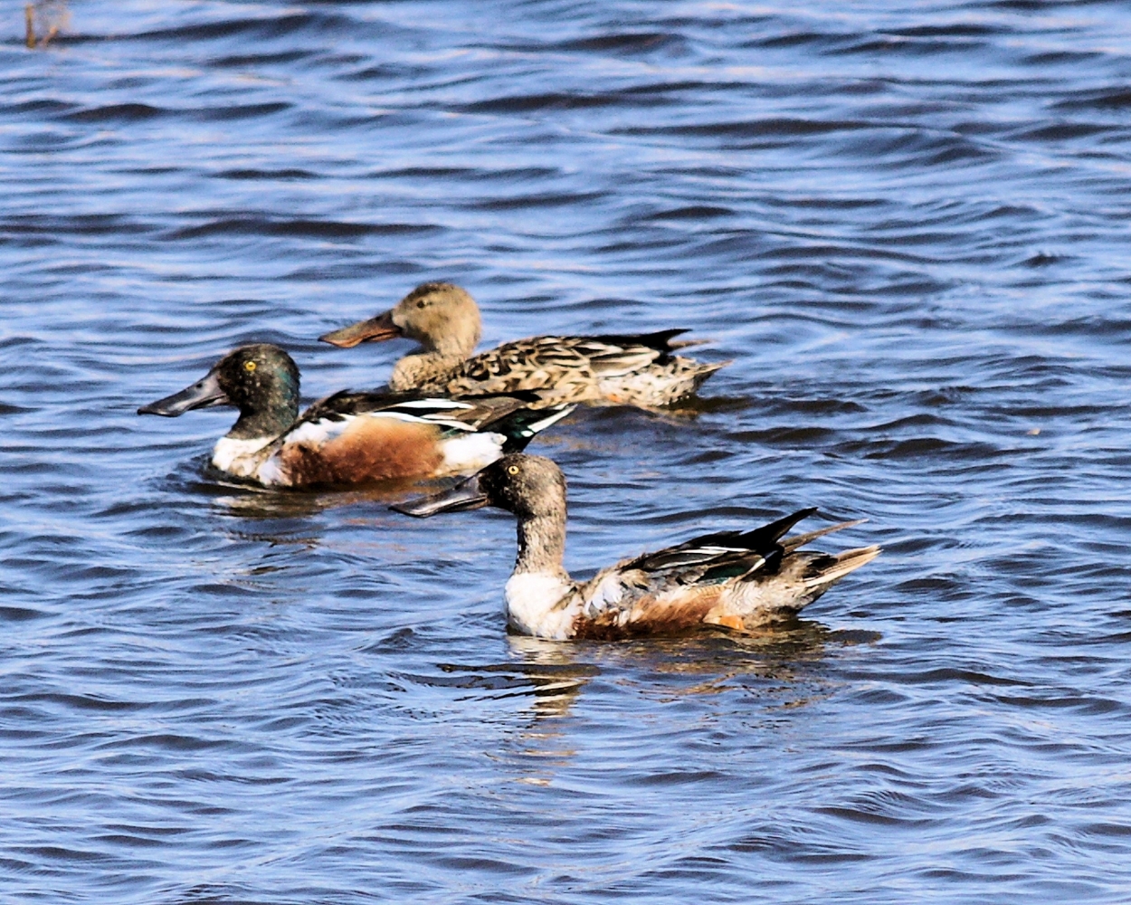 Northern Shoveler (9).JPG