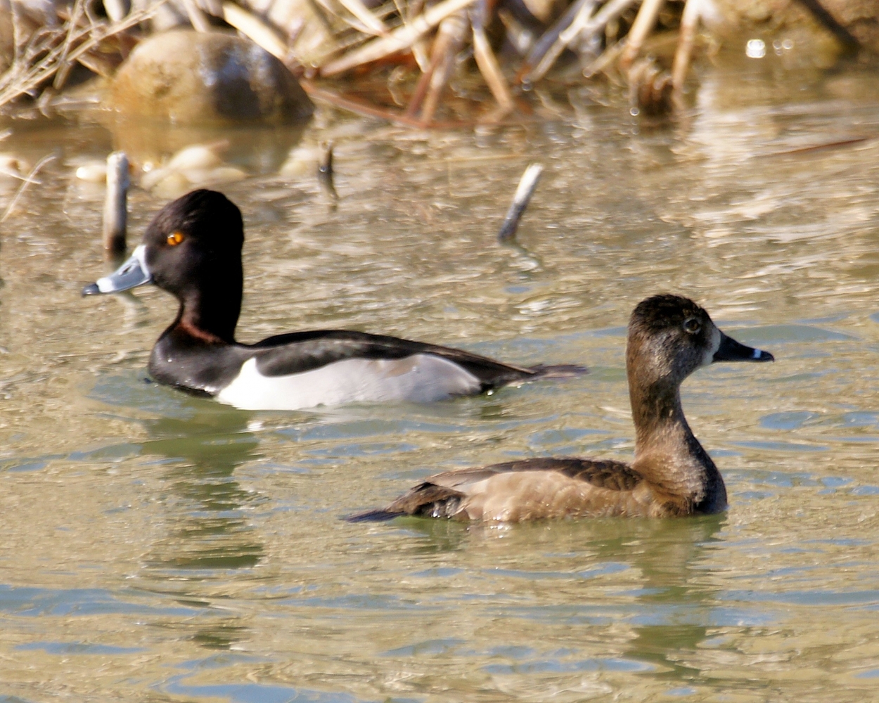 Ring-necked Duck (8).JPG