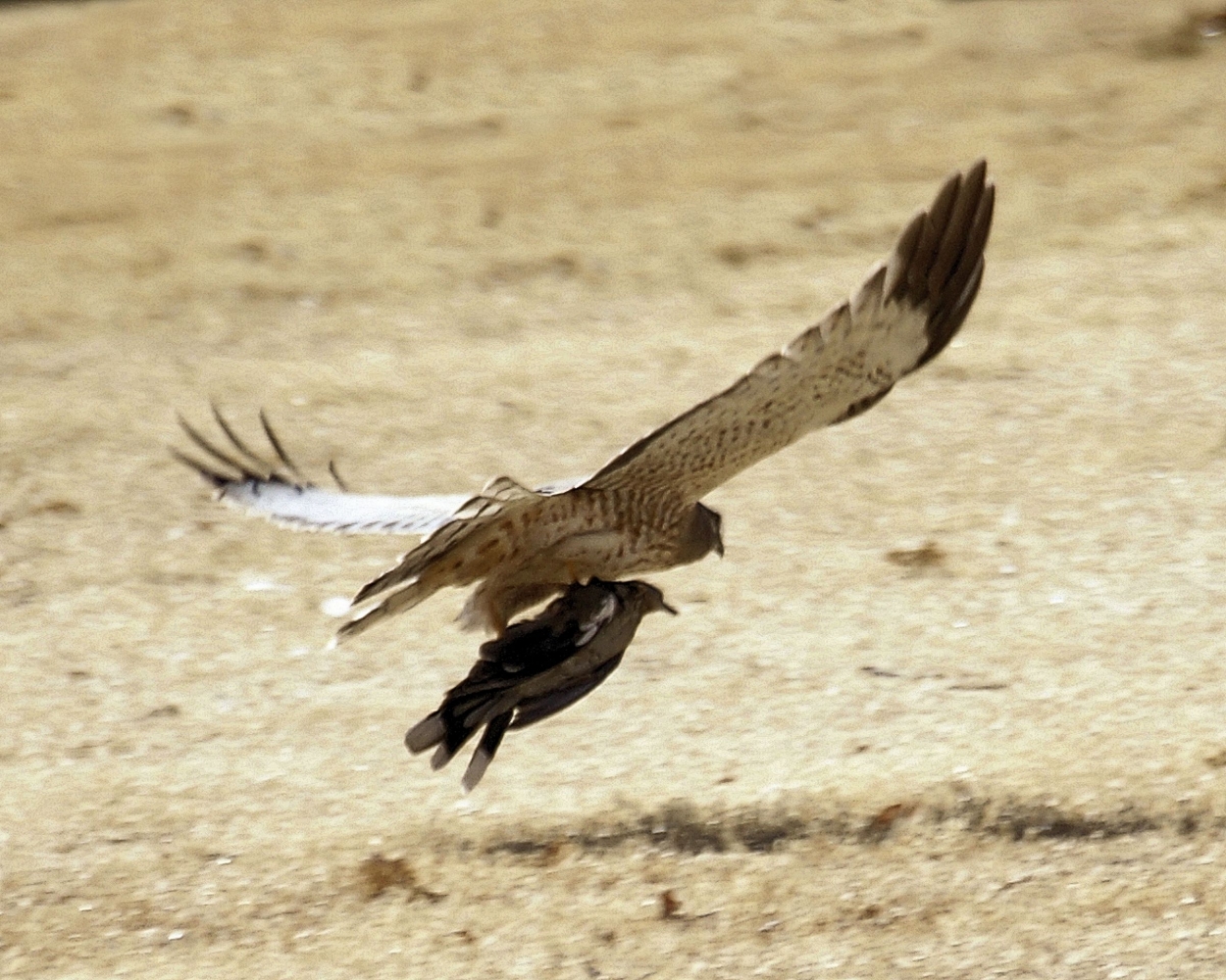 xxxRed-tailed Hawk with Prey.JPG