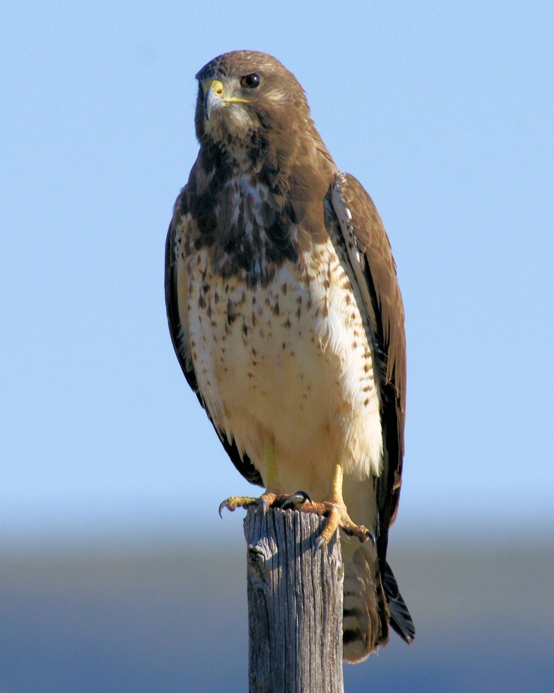 xxxSwainson's Hawk (1).JPG