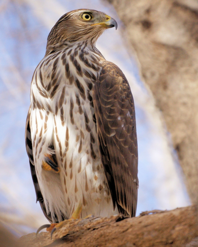 xxxCooper's Hawk (5).JPG