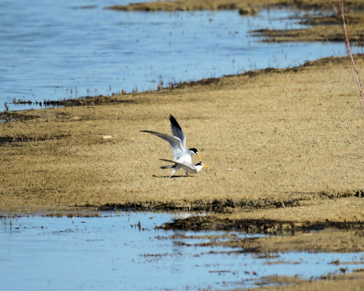 xxxLeast Terns Mating (1).JPG