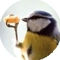 Will Fly For Cheese