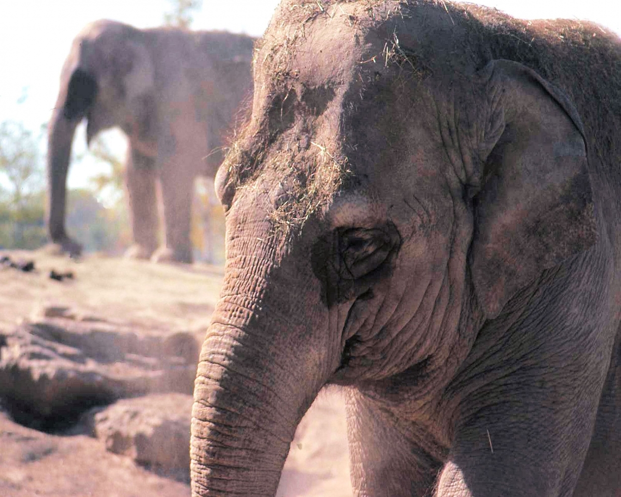 zzzElephant.jpg