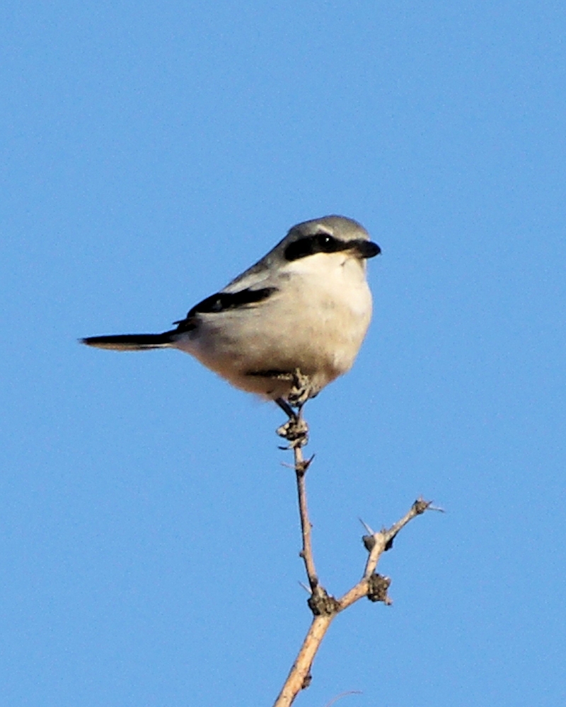 Loggerhead Shrike (3).jpg.JPG