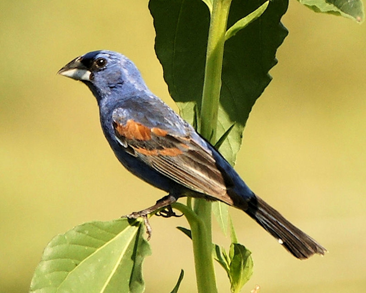 Blue Grossbeak.JPG