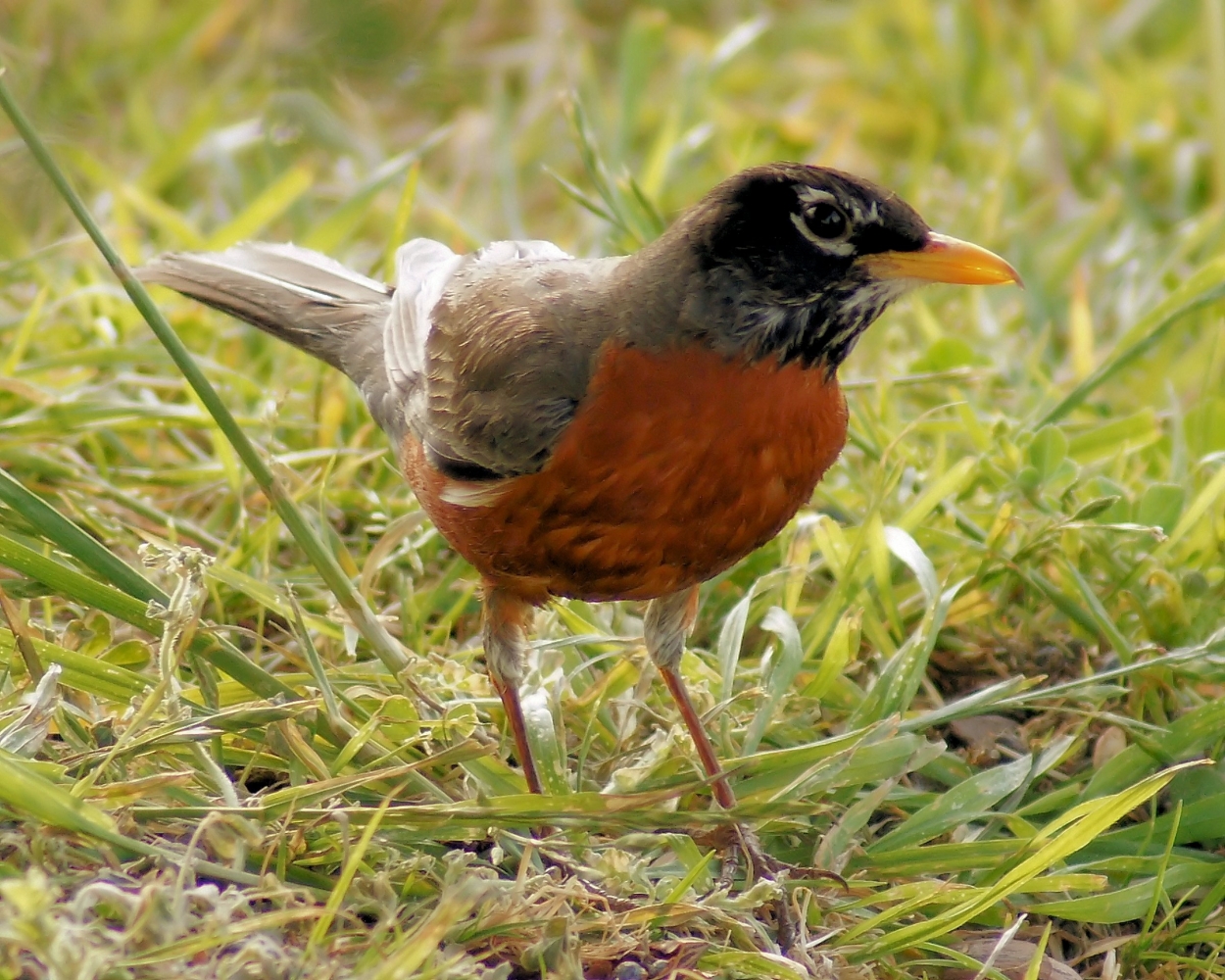 American Robin (3).JPG