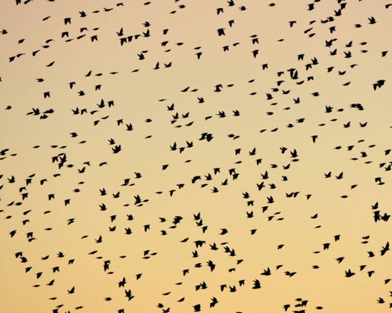 Mixed Blackbirds  (1).JPG