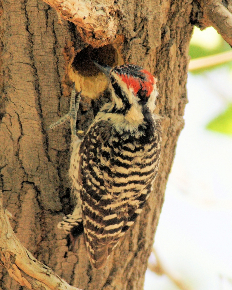 Ladder-backed Woodpecker.JPG