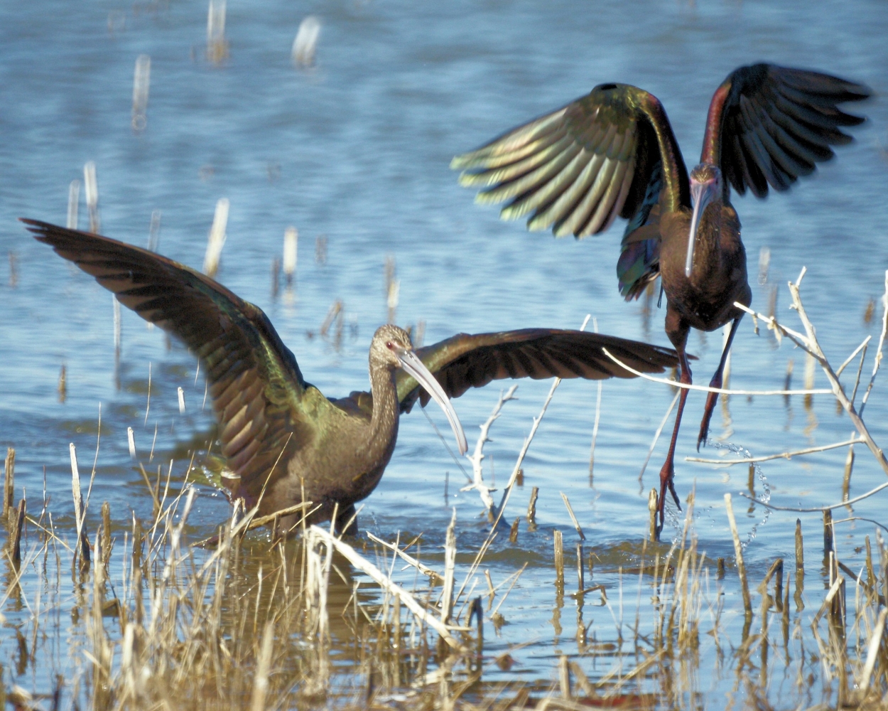 White-faced Ibis (22).jpg