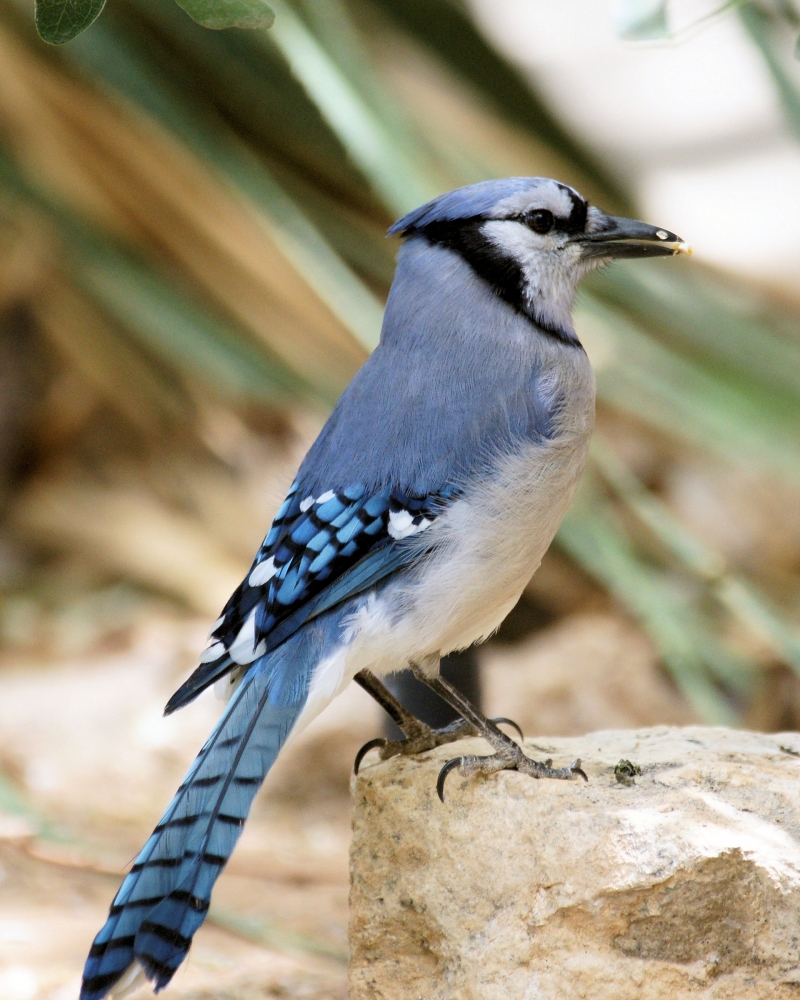 Blue Jay (8).JPG
