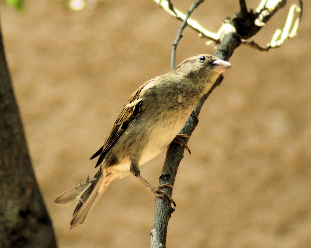 Cassin's Sparrow (1).JPG