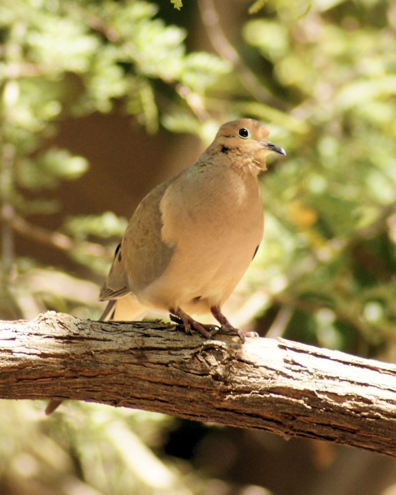 Mourning Dove (9).JPG