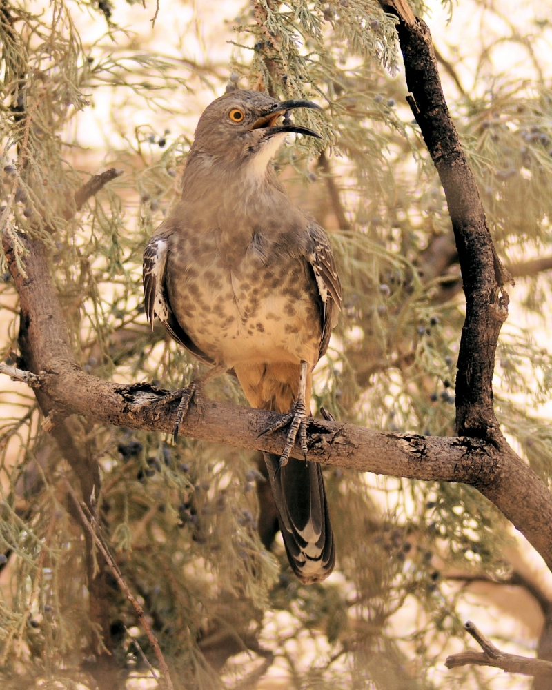 Curved-bill Thrasher (8).JPG
