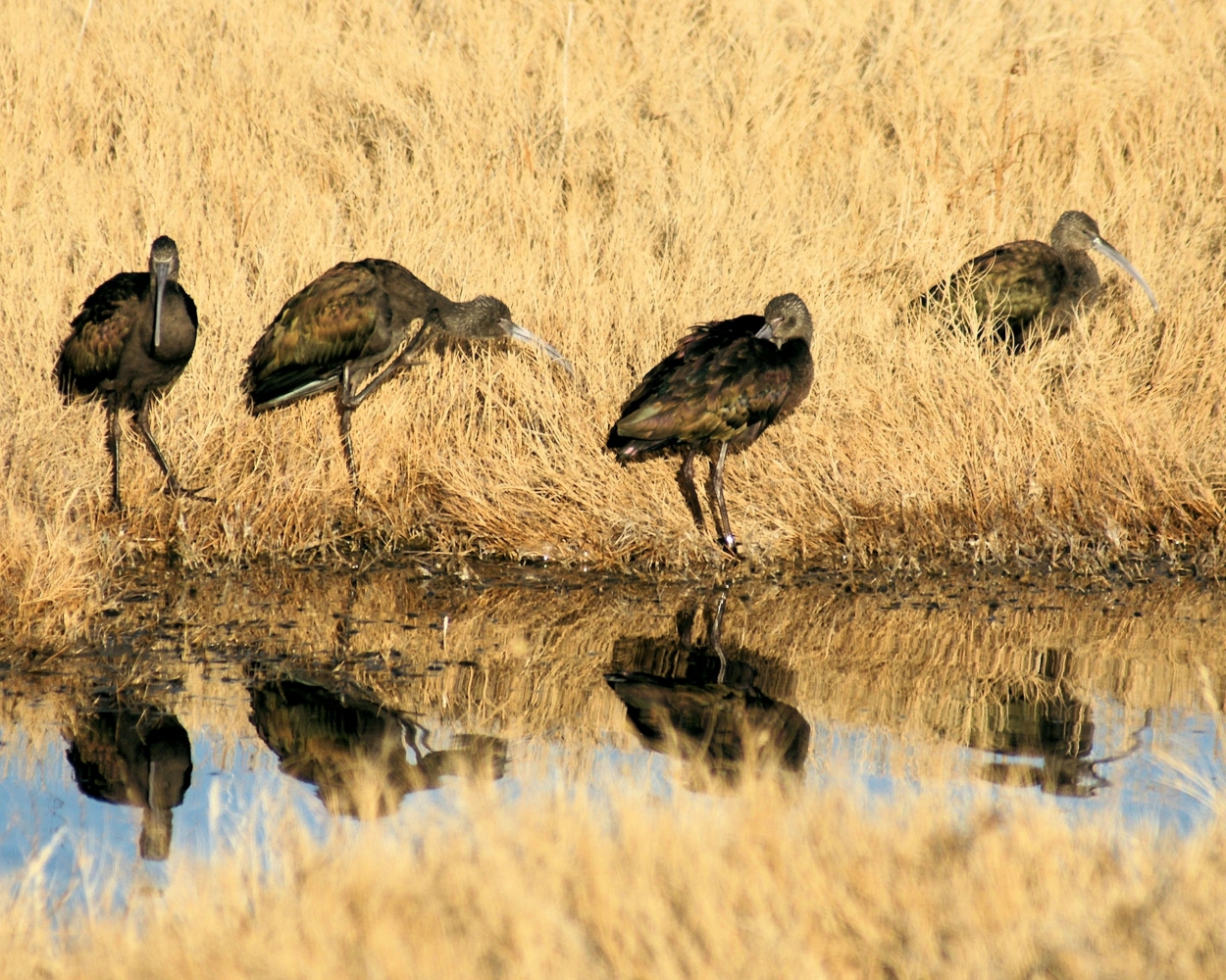 White-faced Ibis (10).JPG