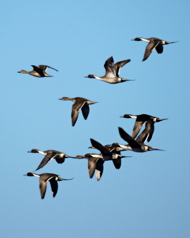 Northern Pintail (11).jpg