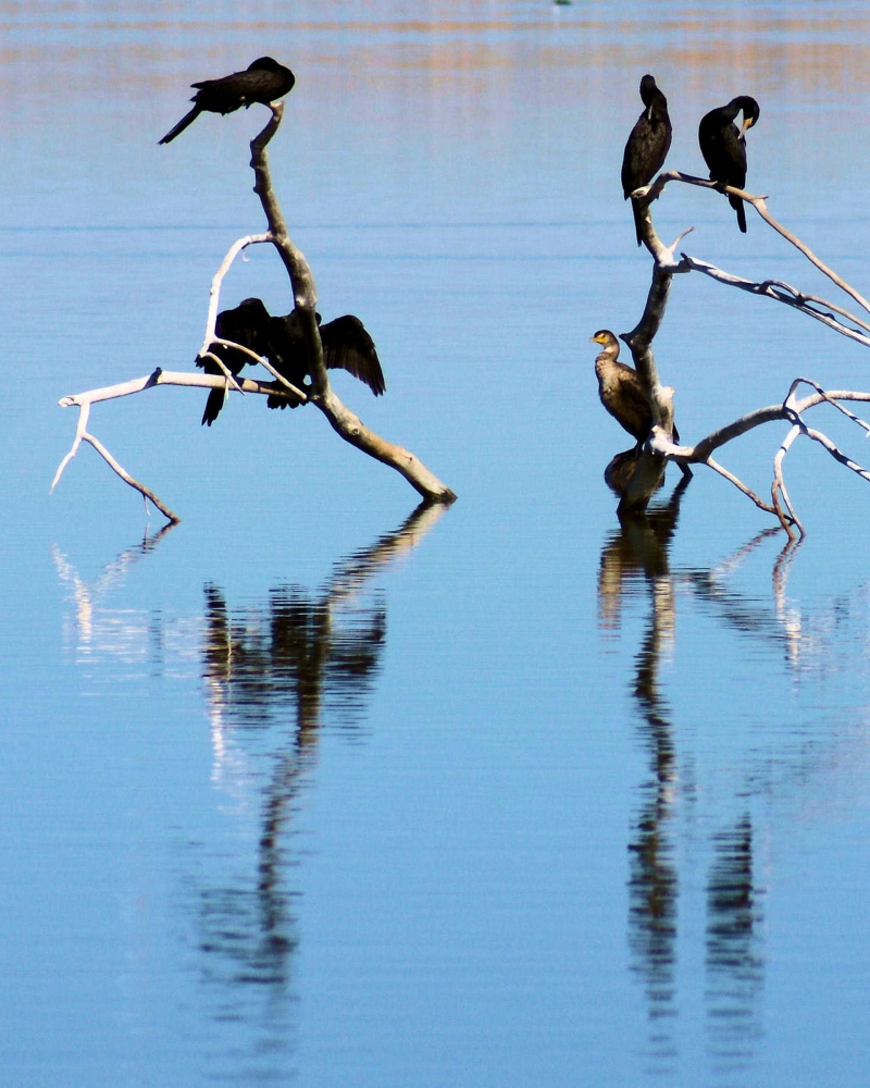 Double-crested Cormorant (2).JPG