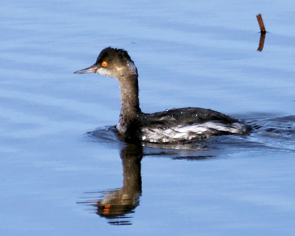 Eared Grebe (1).JPG