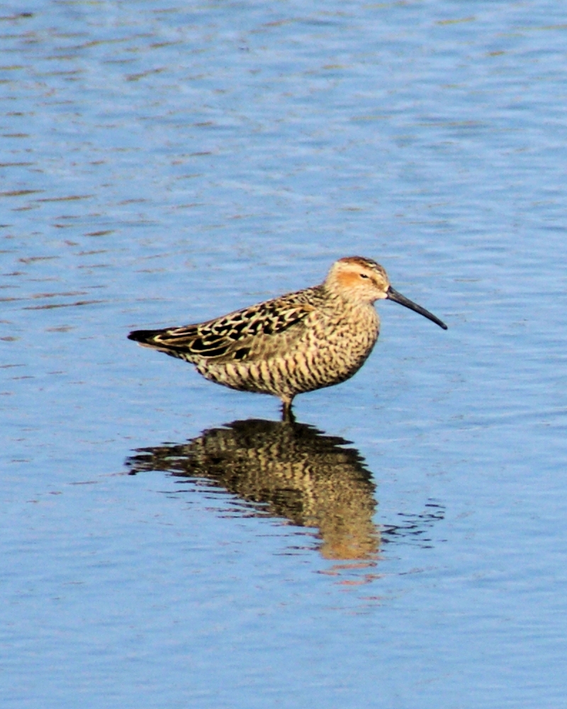 Stilt Sandpiper.jpg