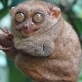 plerzelwupp