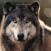 H4wkeye